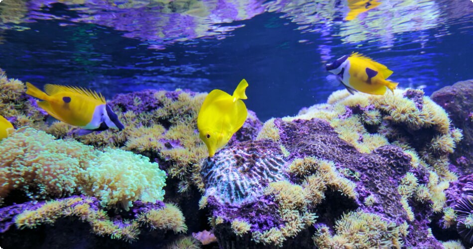 Aquarium Hurghada