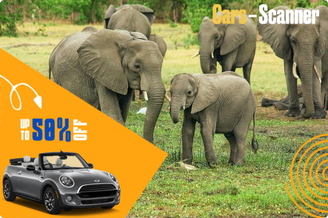 Experience the Thrill of Convertible Car Rentals in South Africa