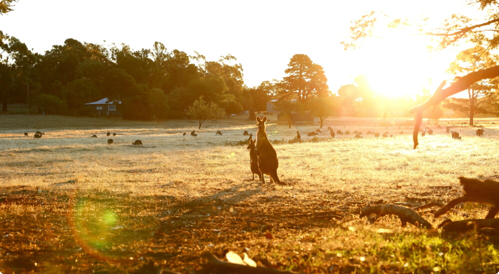 Biludlejning i Australien